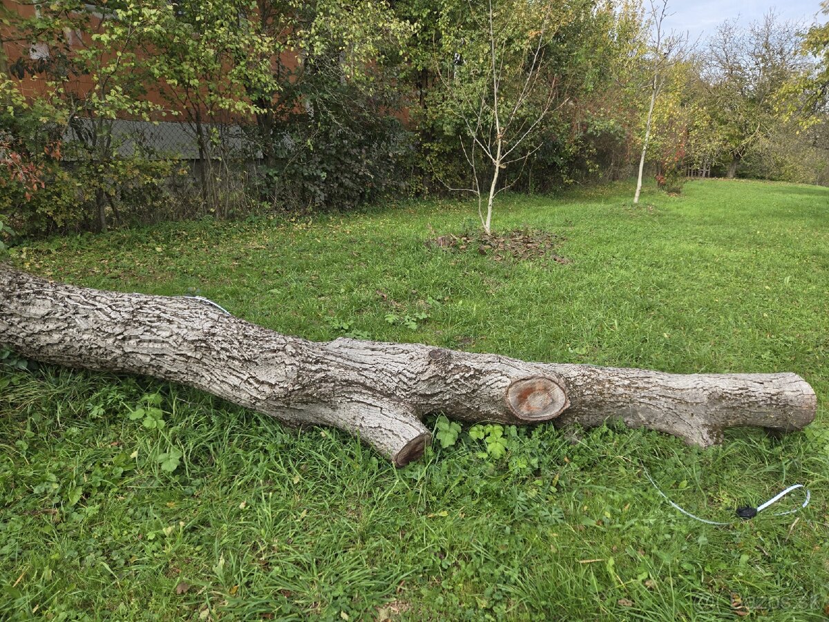 Kmeň orecha na predaj - 2