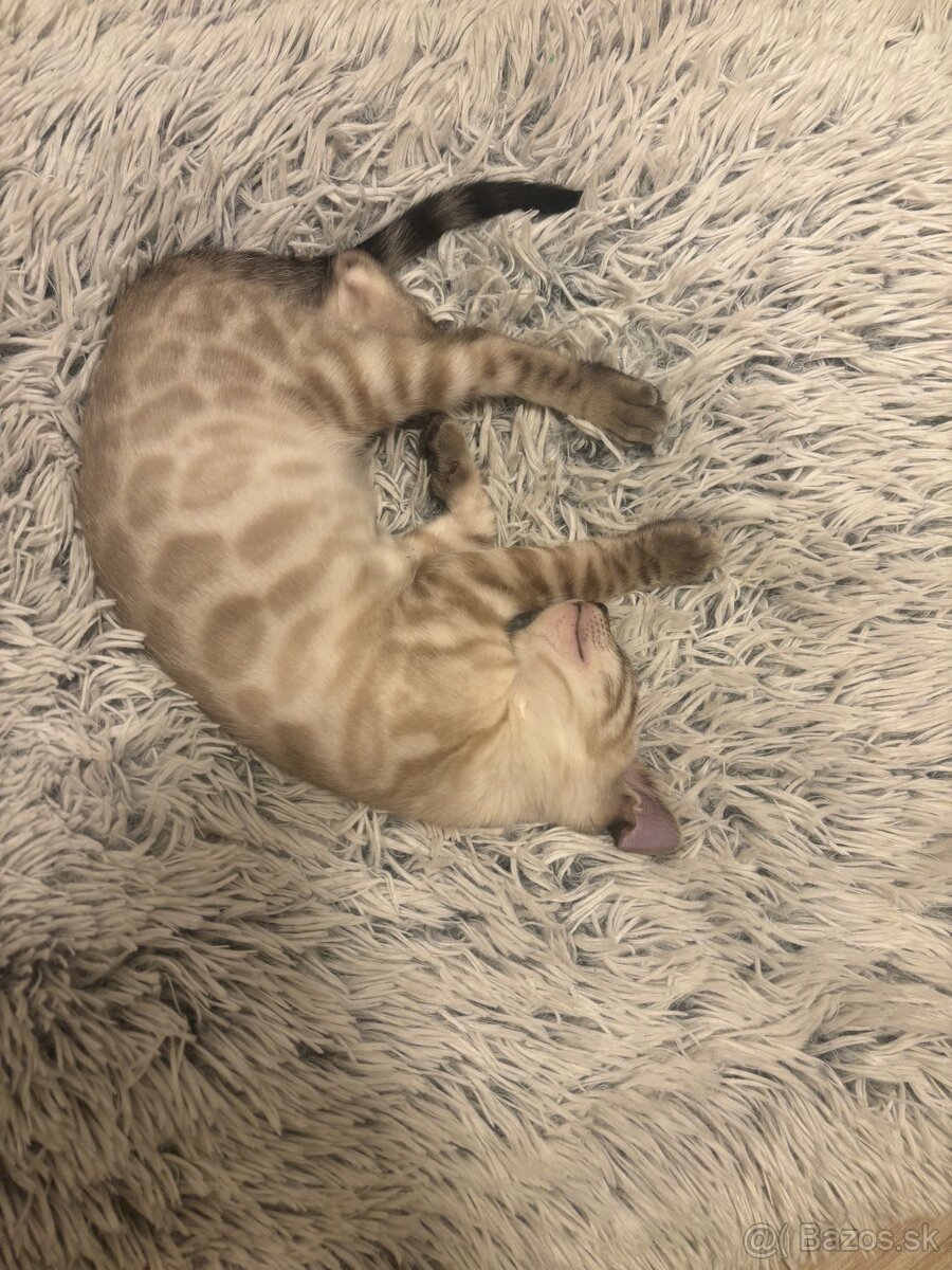 Bengálske mačiatka - 2