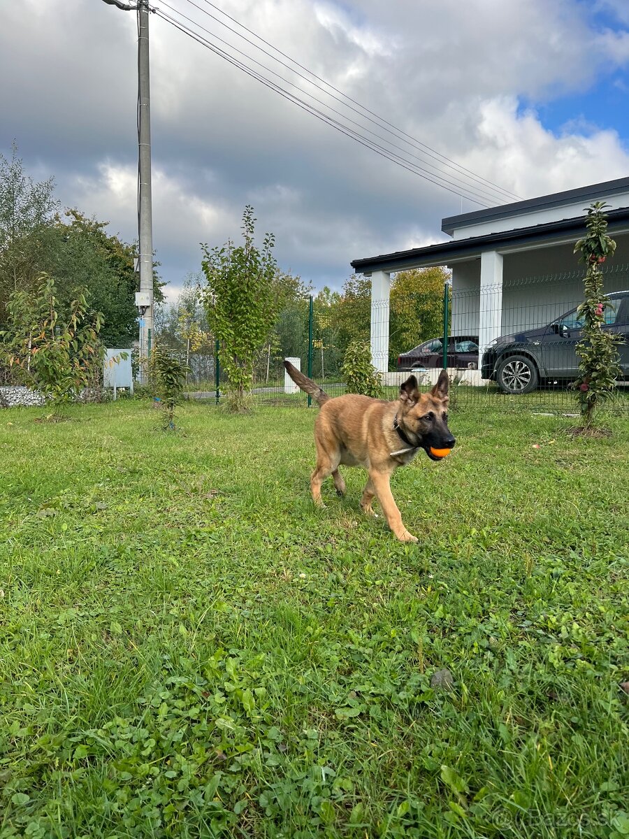 Belgický ovčiak x Nemecký ovčiak - 2