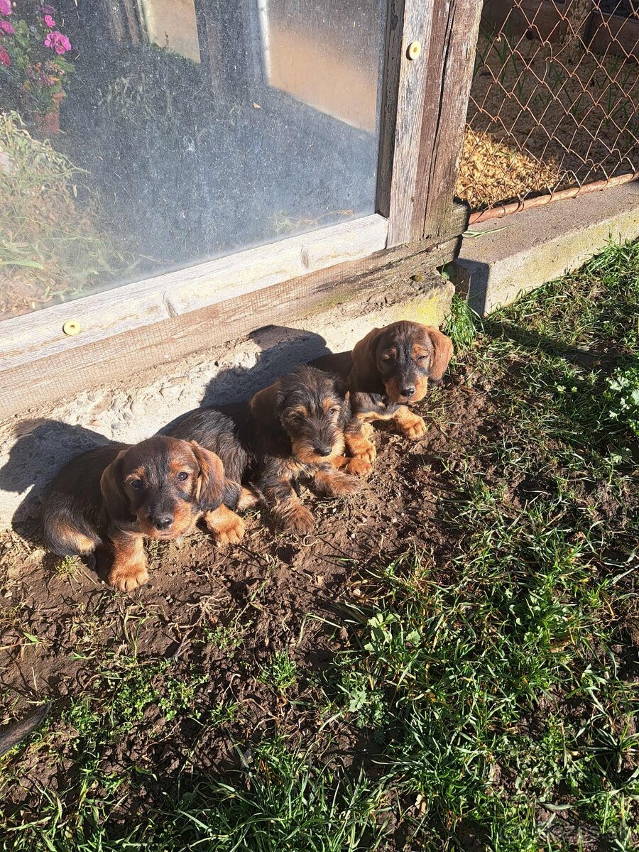 Jazvečík hrubosrstý šteniatka - 2