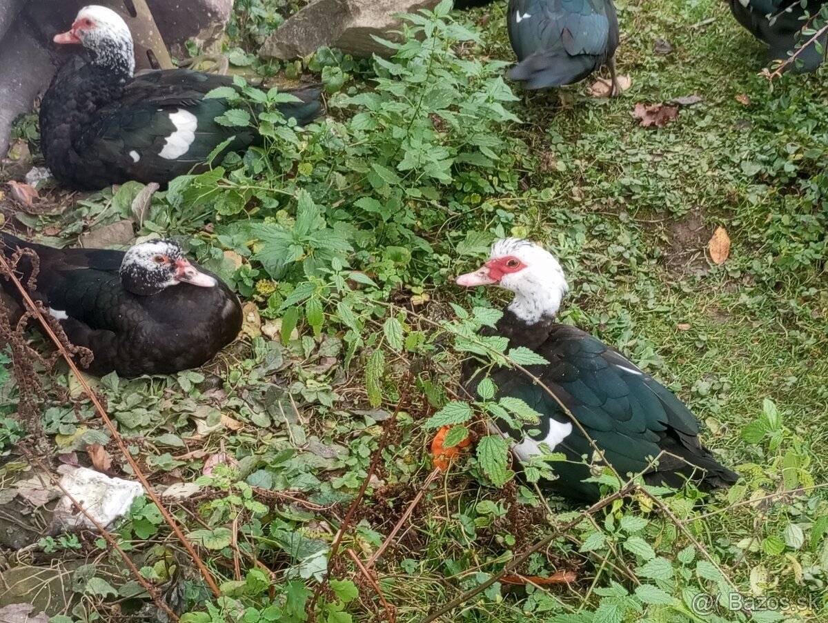Prehadn kohútov a kačky pižmove - 2