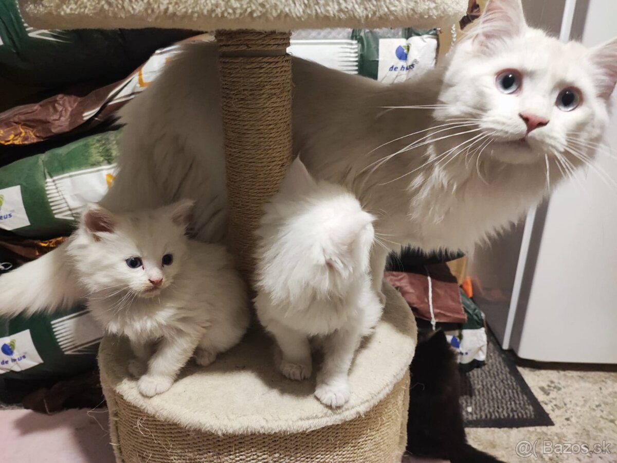 Mainské mývalie mačiatka, maine coon - 2