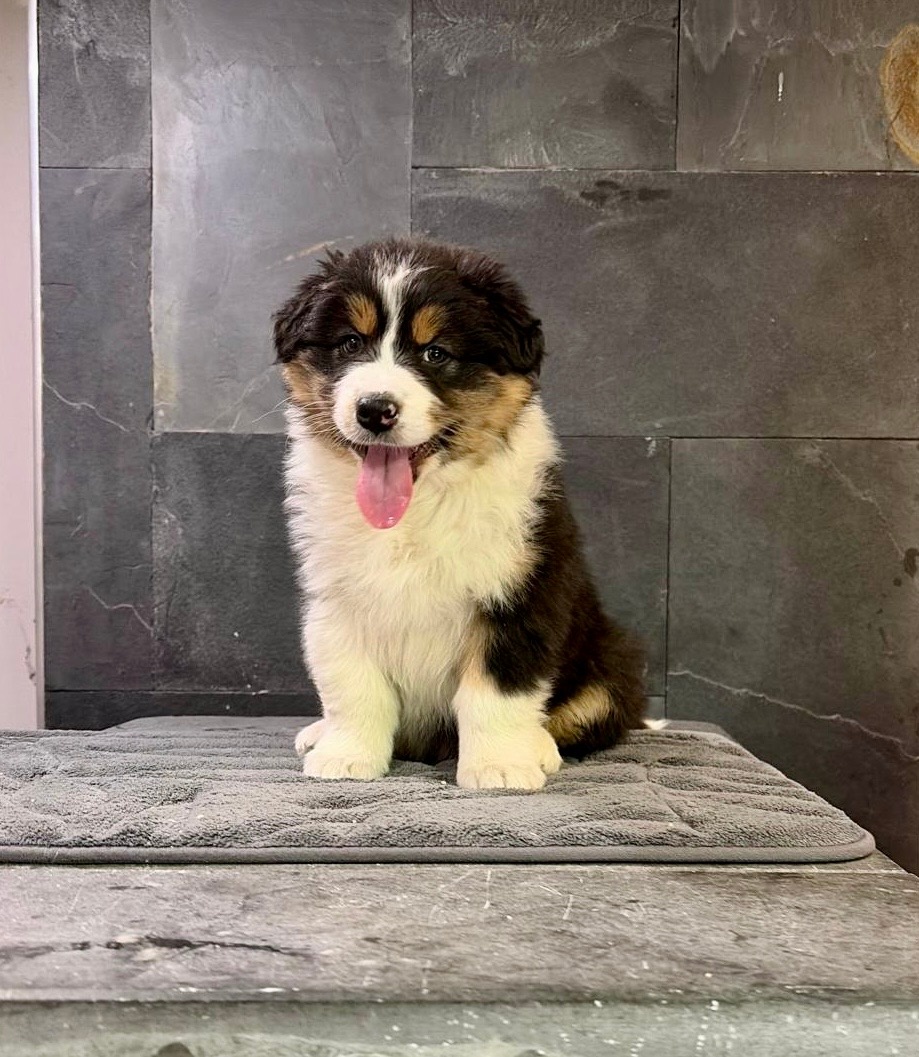 austrálsky ovčiak s PP - 2