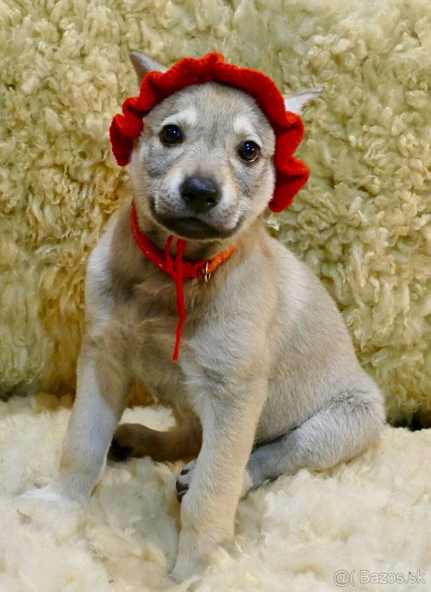 Fenka československý vlčiak s PP - 2