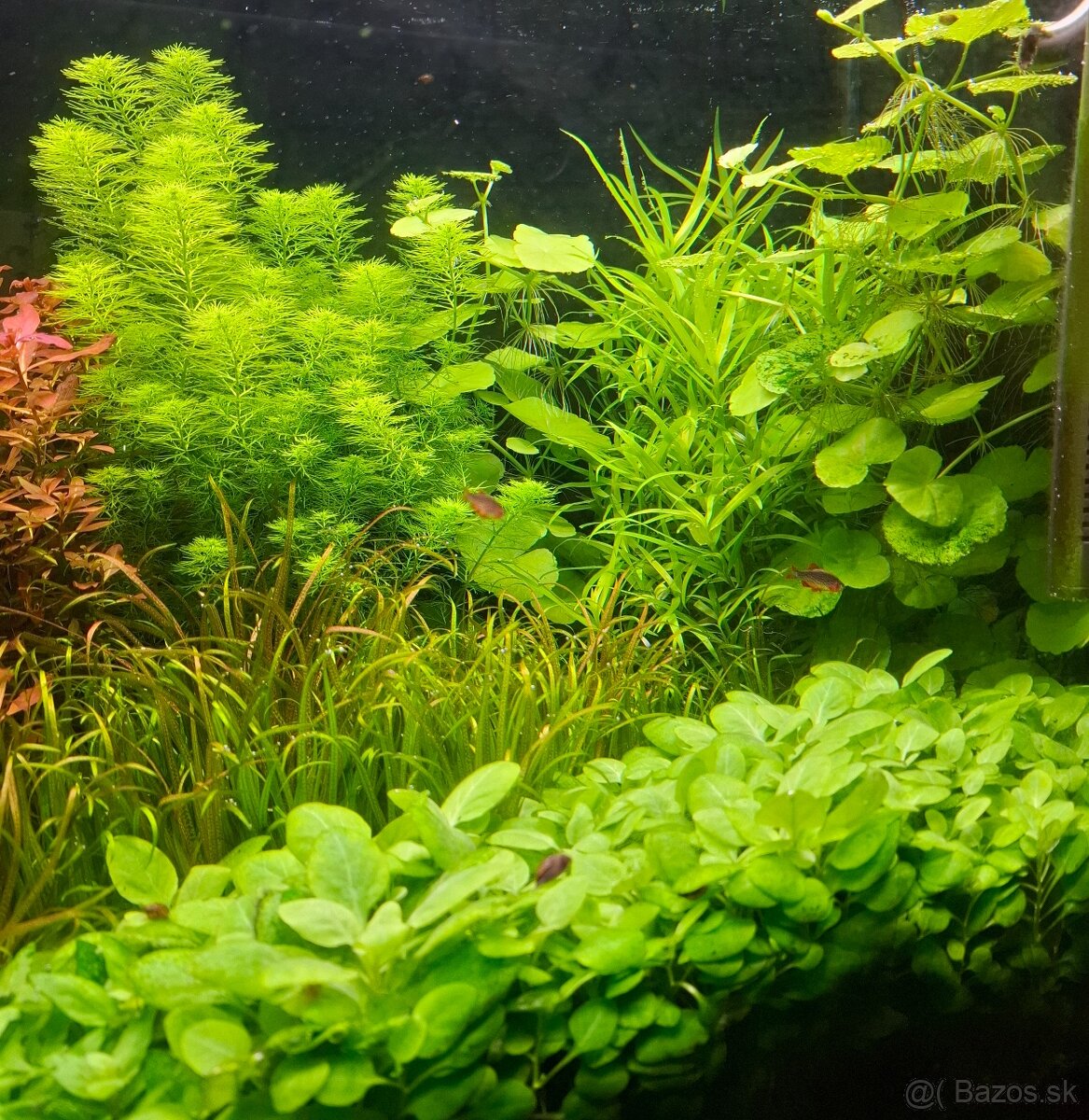Akvarijné rastliny - 2