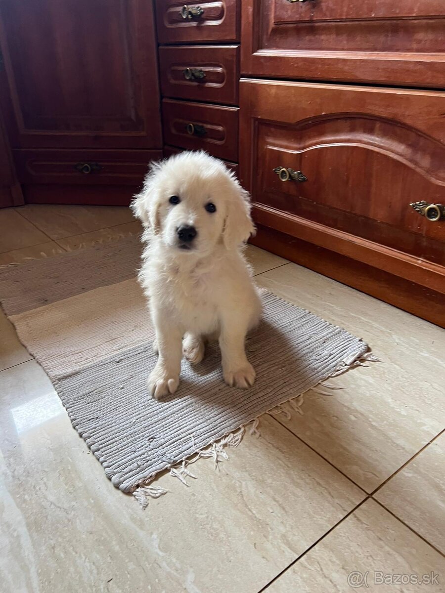 Slovenský čuvač s PP - 2