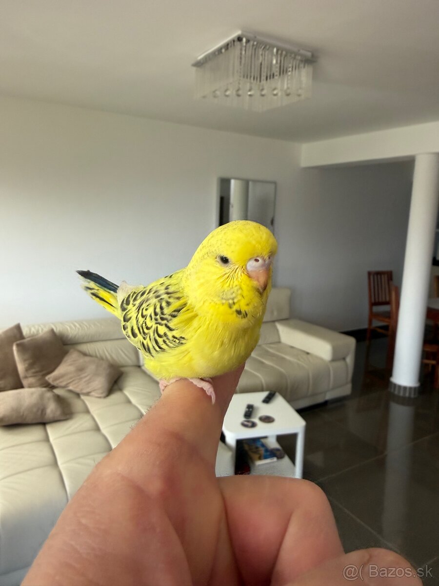 Andulka TCB Maznačik - 2