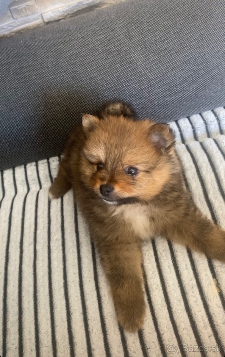 Šteniatko Pomeranian - 2