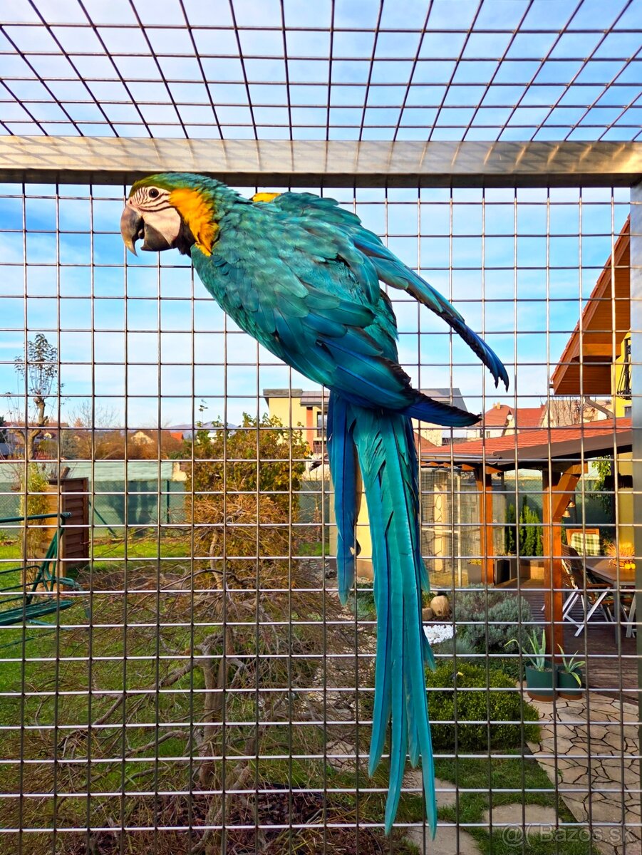 Ara Ararauna – samica 2025 - 2