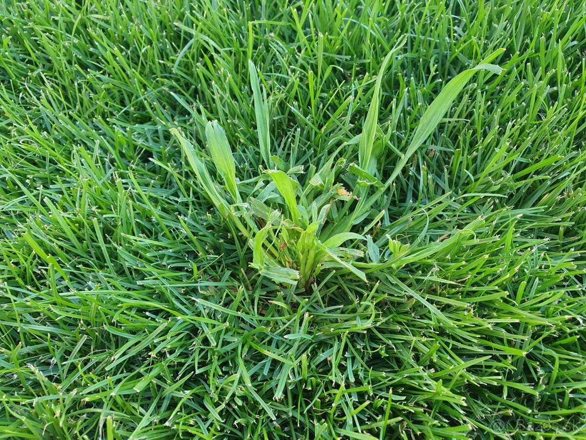 Puma Extra a Bofix - 2