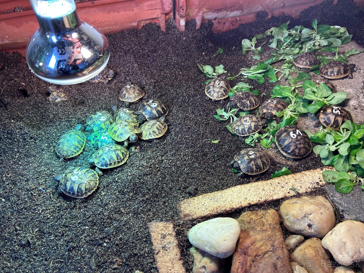 Suchozemska korytnacka - 2