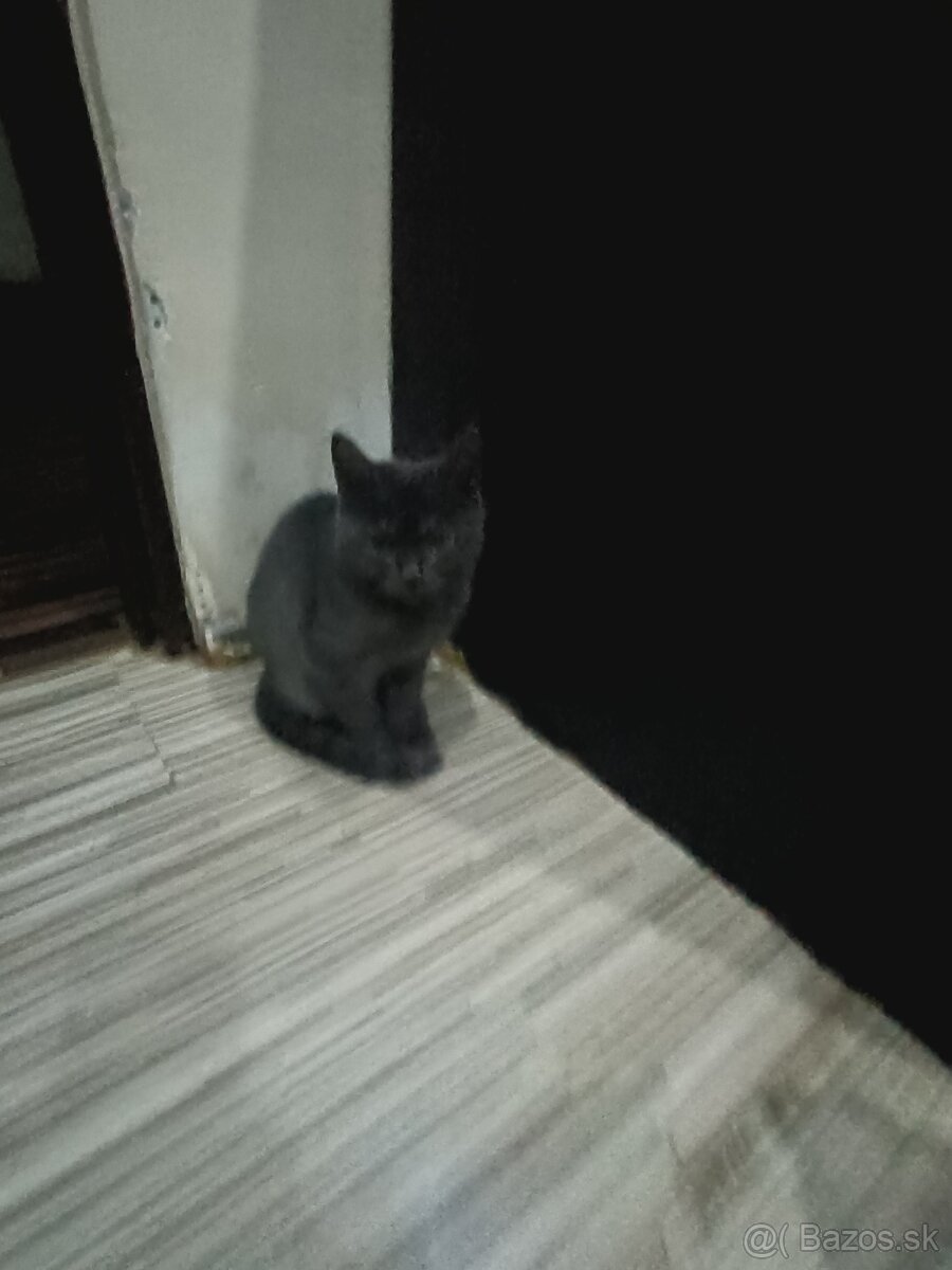 Britske maciatka - 2