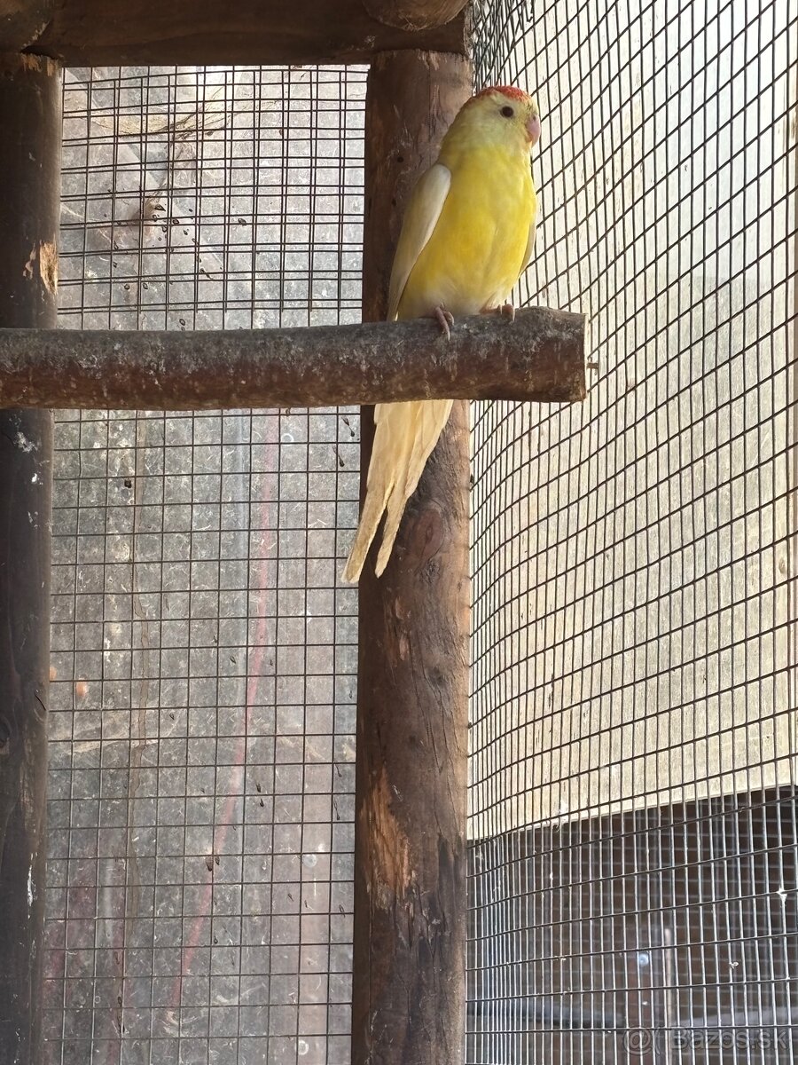 Papagáj spevavý - 2