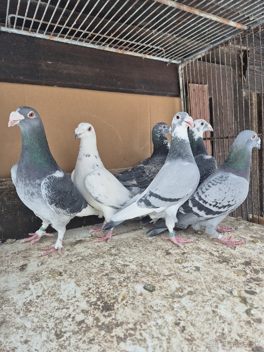 Predám holuby - 2