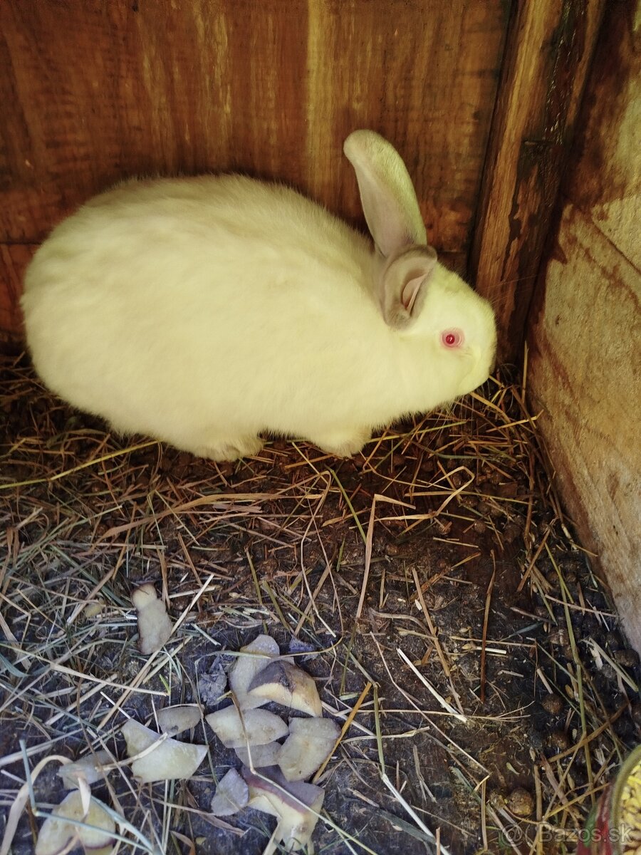 Predám zajace - 2