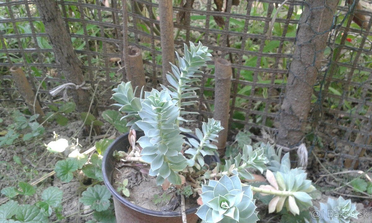 Euphorbia polychroma - 2