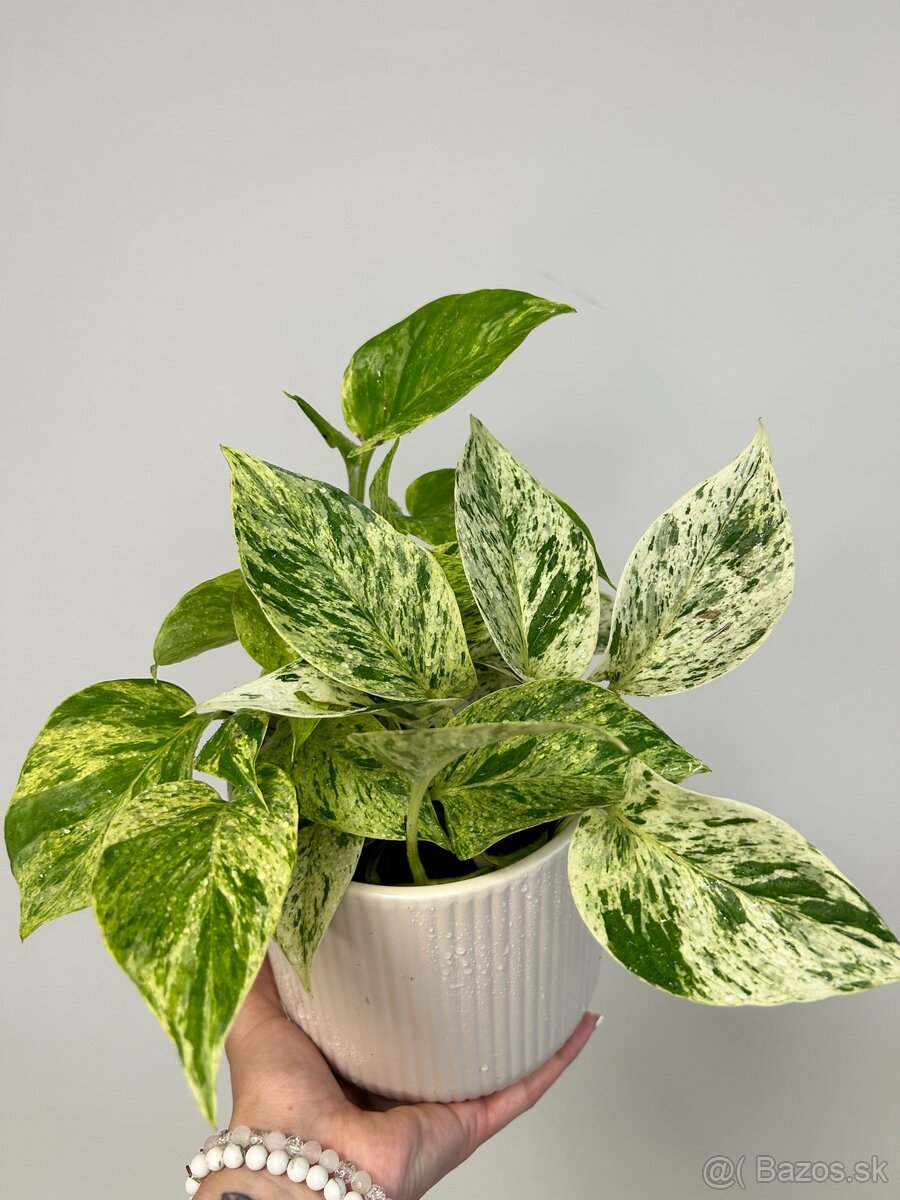 Epipremnum aureum ‚Marble Queen‘ - 2
