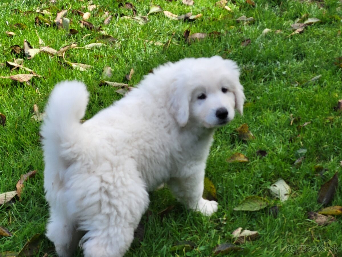 Slovenský čuvač - 2