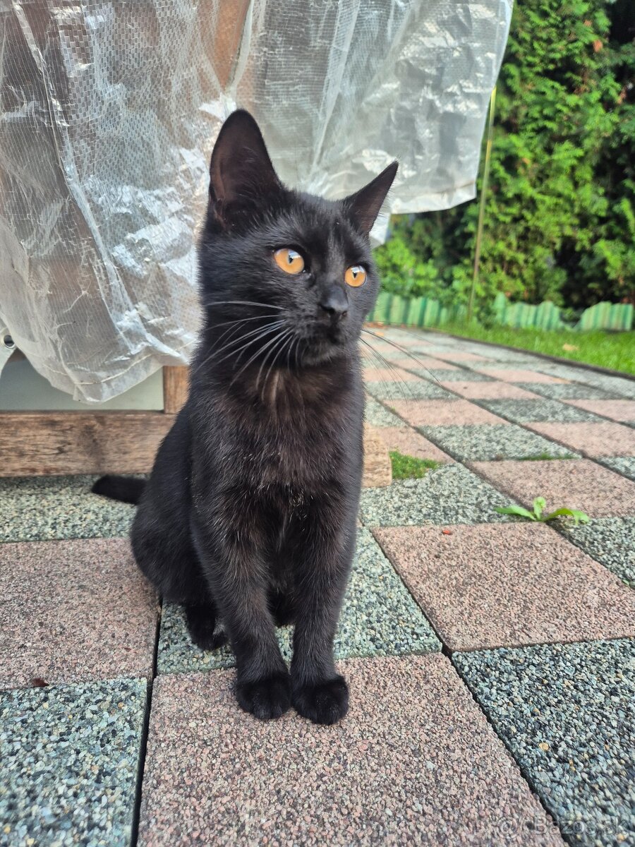 Darujem do interiéru - 2