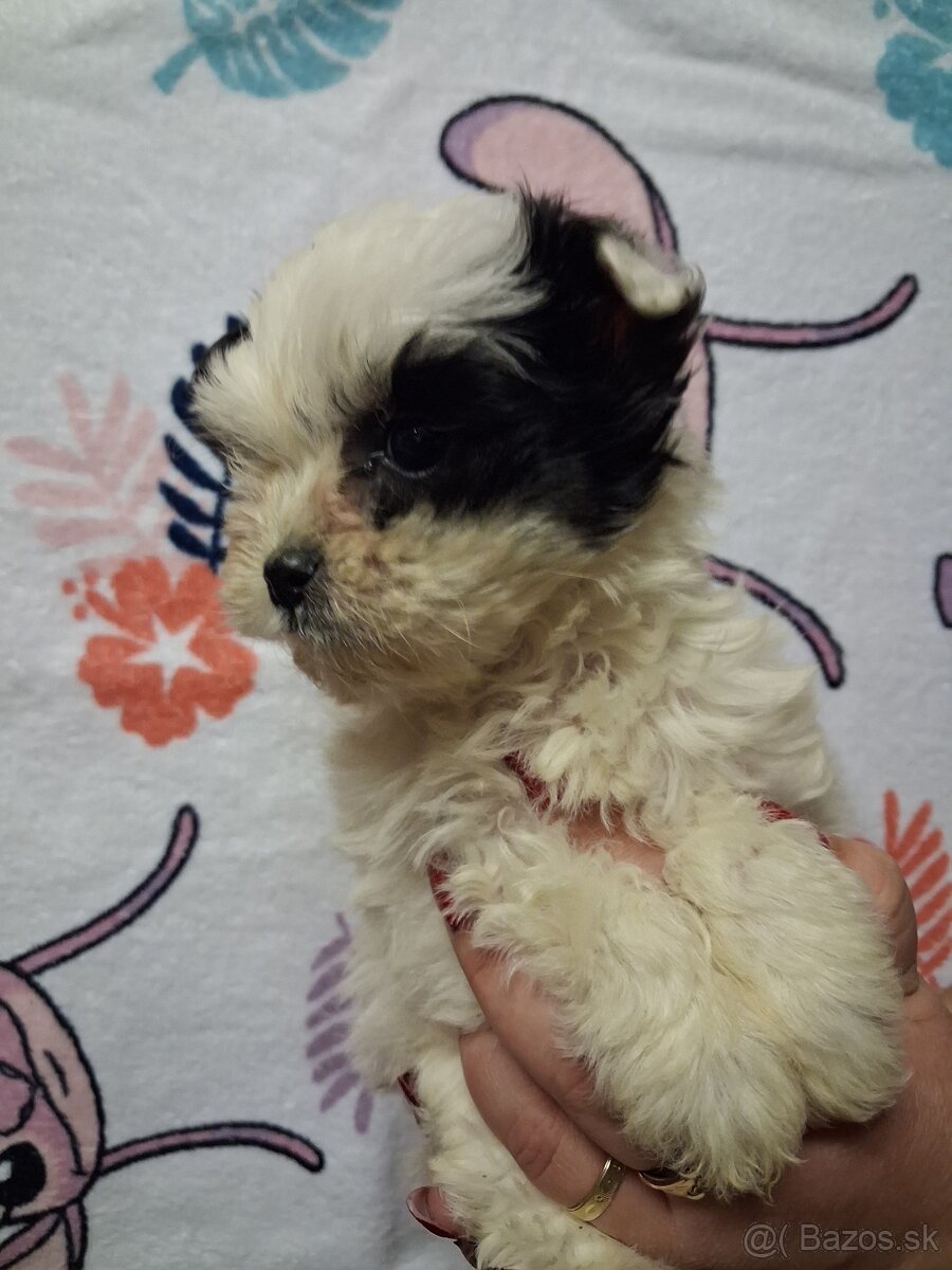 Yorkshirsky terier biewer - 2