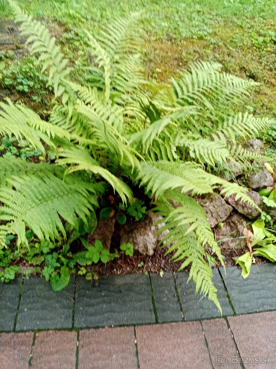 paprad vonkajsia zahradna - 2