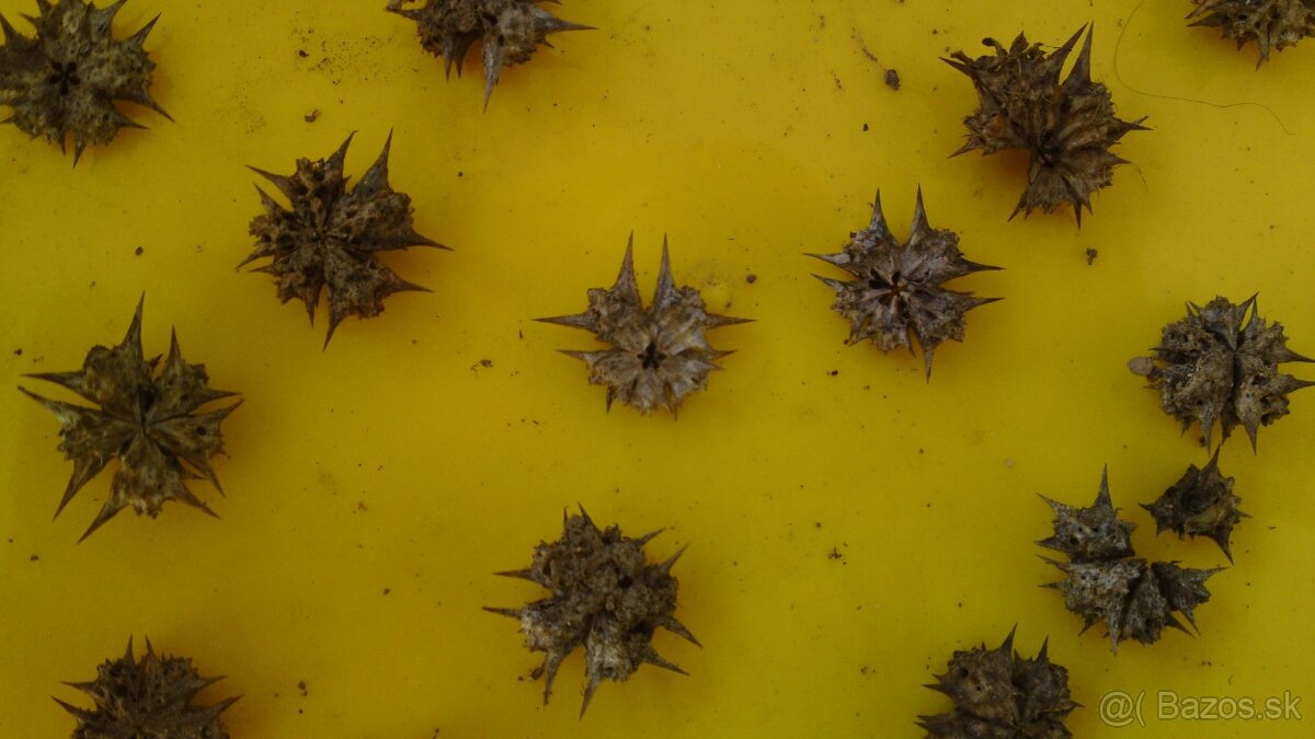 kotvičník zemný - semená - 2