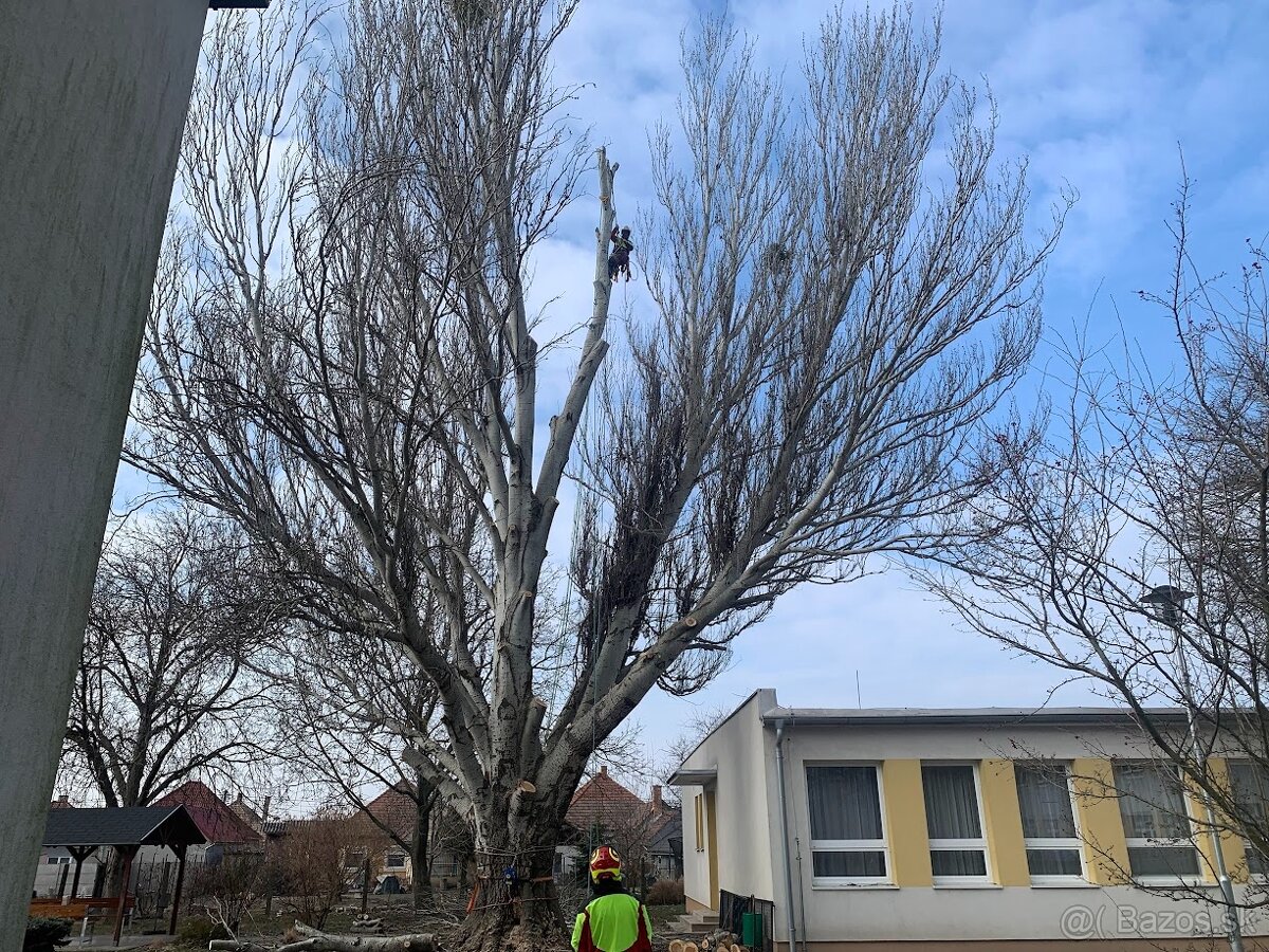 Arboristika, výrub a orez stromov - 2