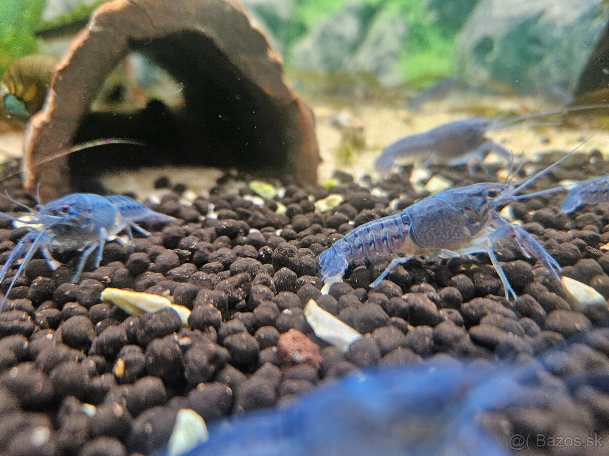 Rak Floridsky Procambarus alleni - 2