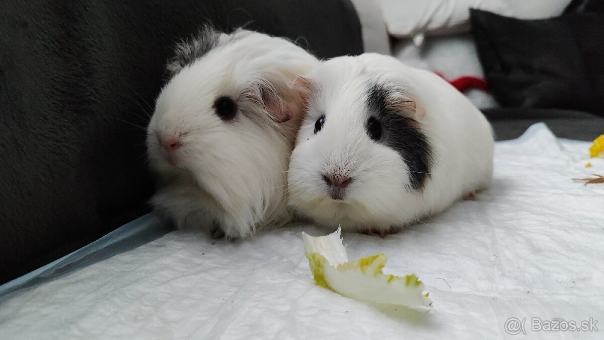 Morské prasiatka - 2