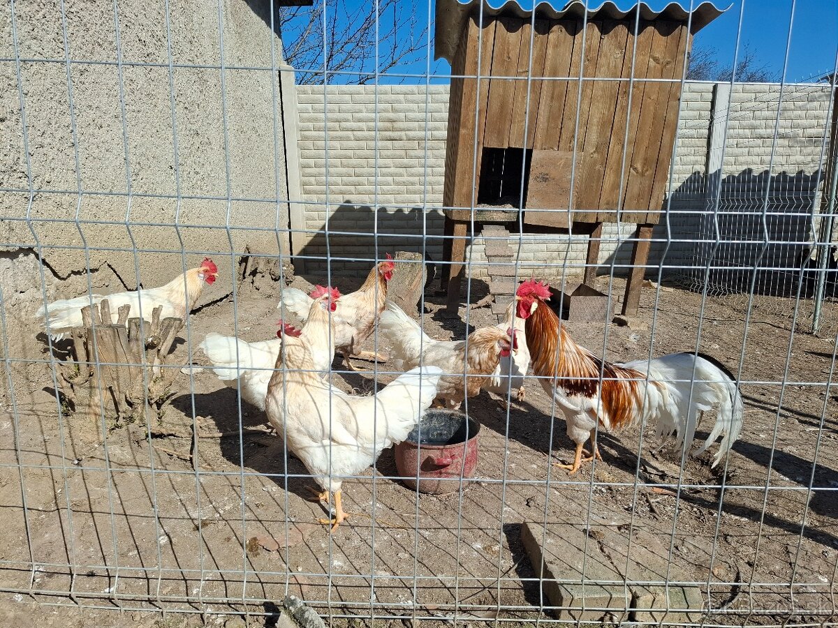 Vlaška červenosedlatá - 2