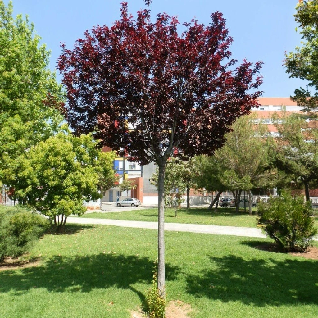 Slivka čerešňoplodá - 2