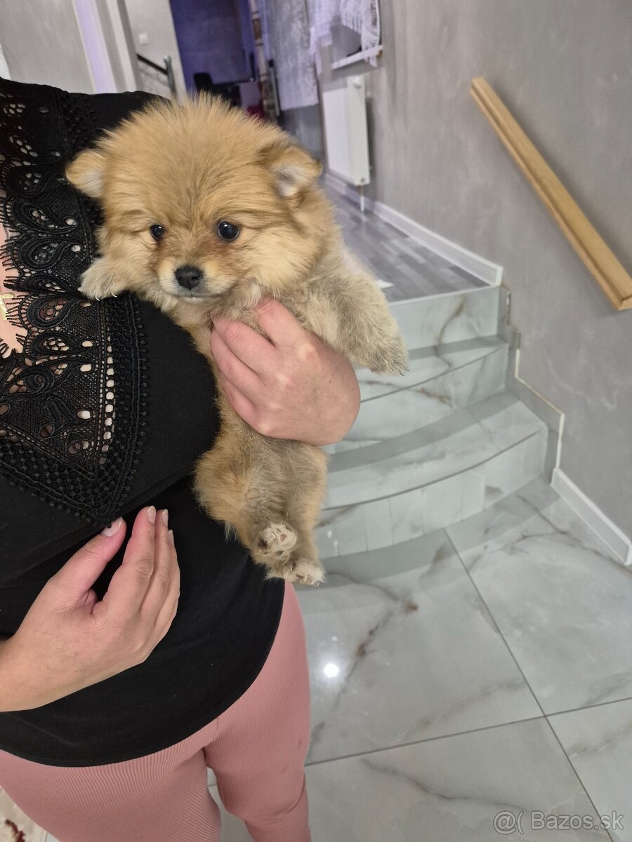 Predam POMERANIAN mini - 2