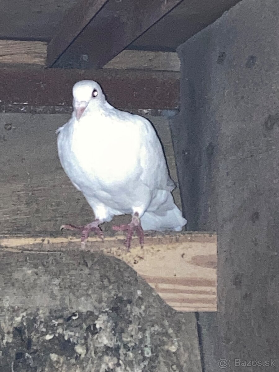 Biely holub - 2