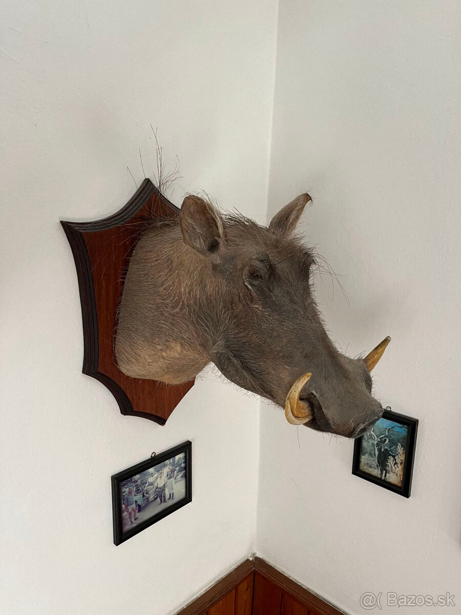 Trofeje z afriky - 2