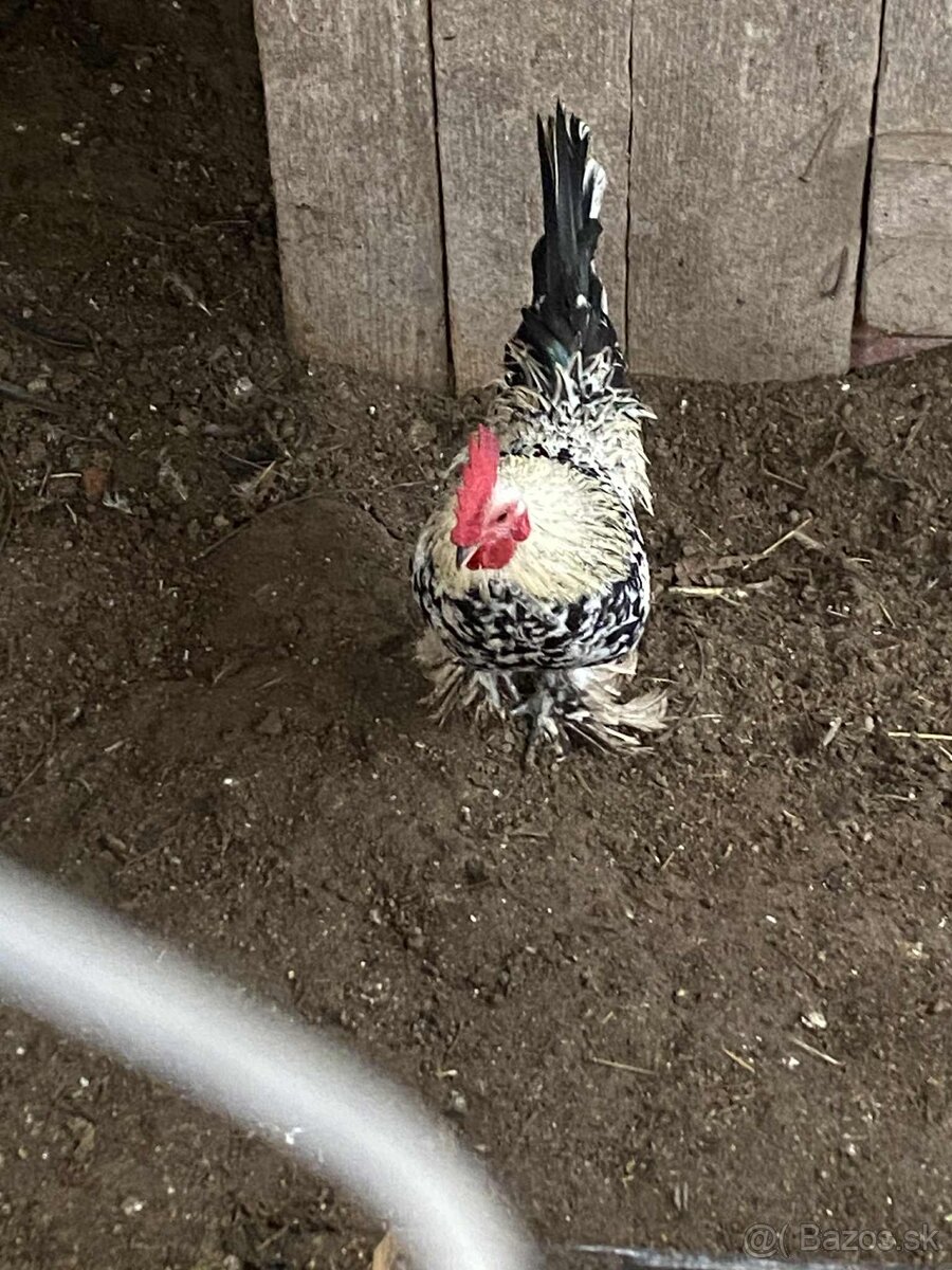 Kohúty - liliputky - 2