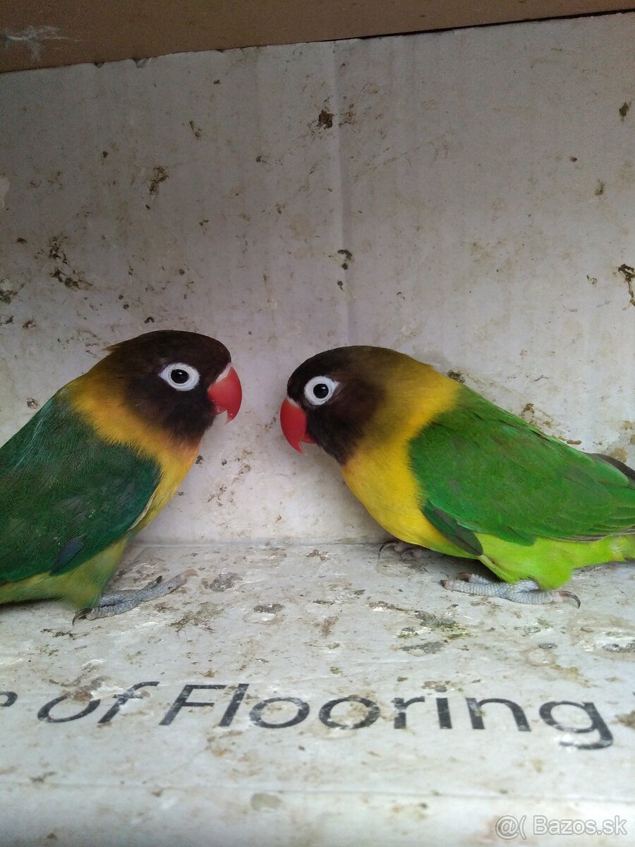 Agapornis škraboškovy - 2