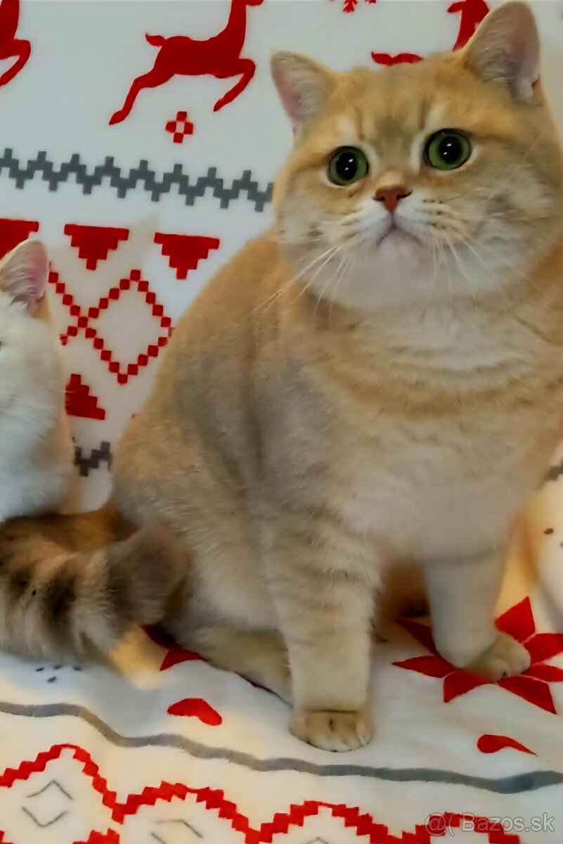 Britské mačiatka❤️ s PP extra kvalita - 2