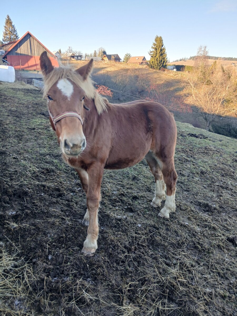 Predám žrebce - 2