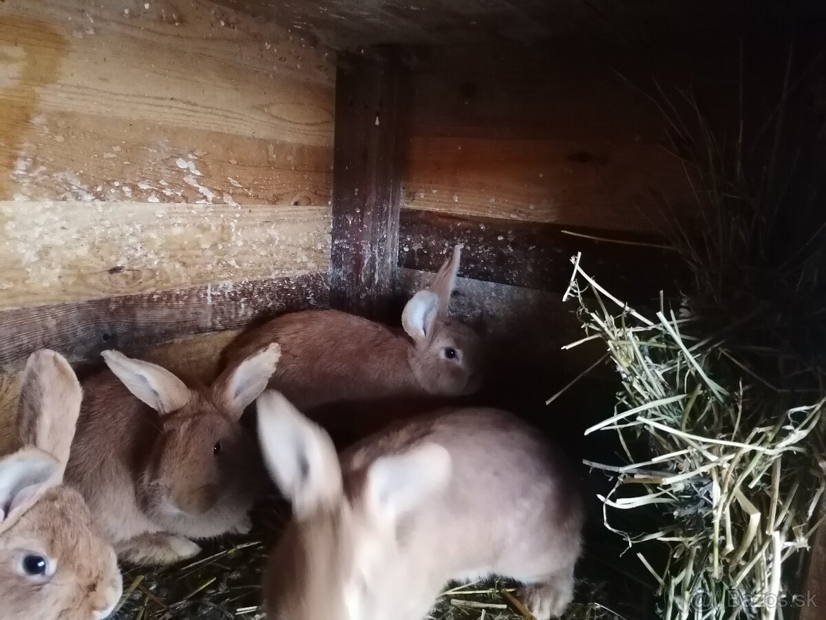 Burgudske králiki Hyla králiki - 2