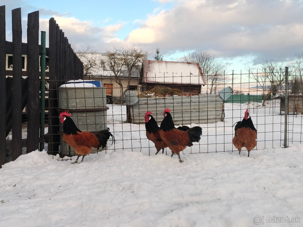 Forverka kohúty - 2