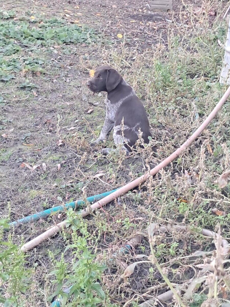 Nemecky drotosrsty stavac. - 2