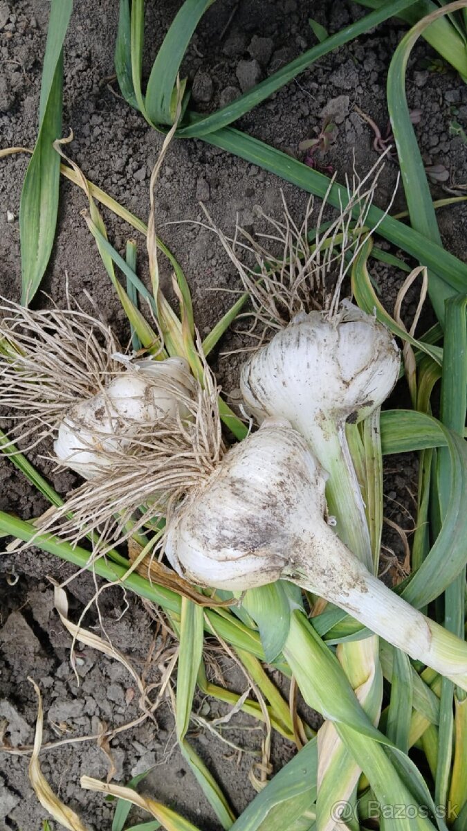 Sloni cesnak+ darček ku každej objednávke - 2