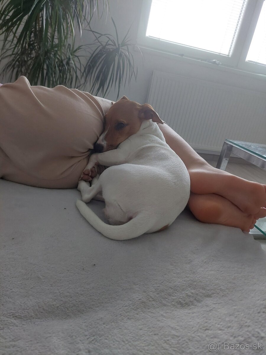 Predám 6 mesačnú fenku aj s búdou - 2