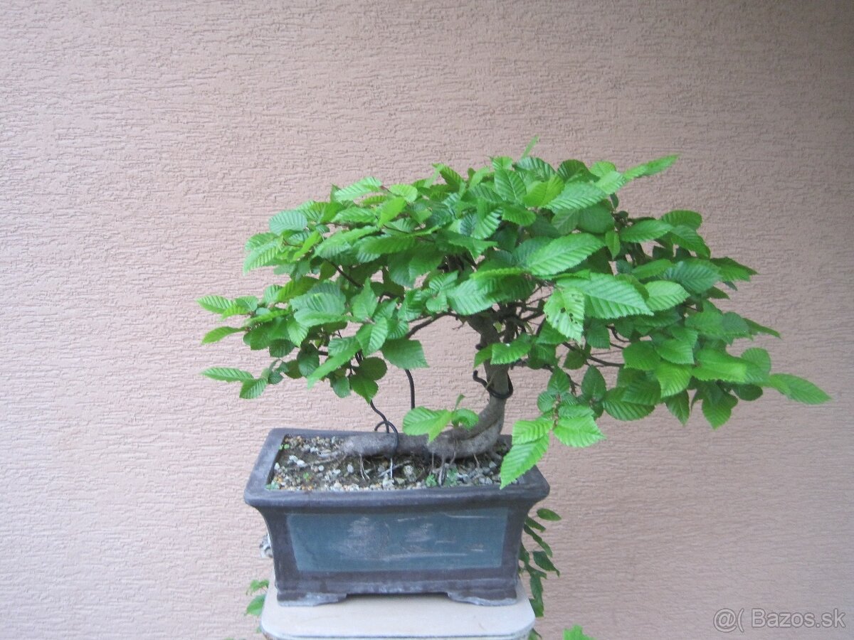 bonsai,bonsaj-hrab 11 - 2