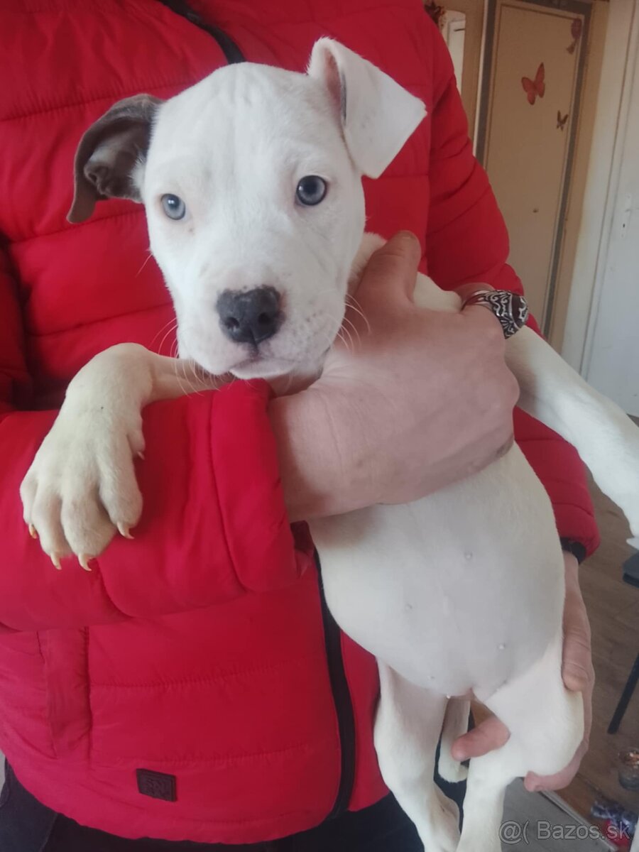Americký stafordšírsky teriér - 2