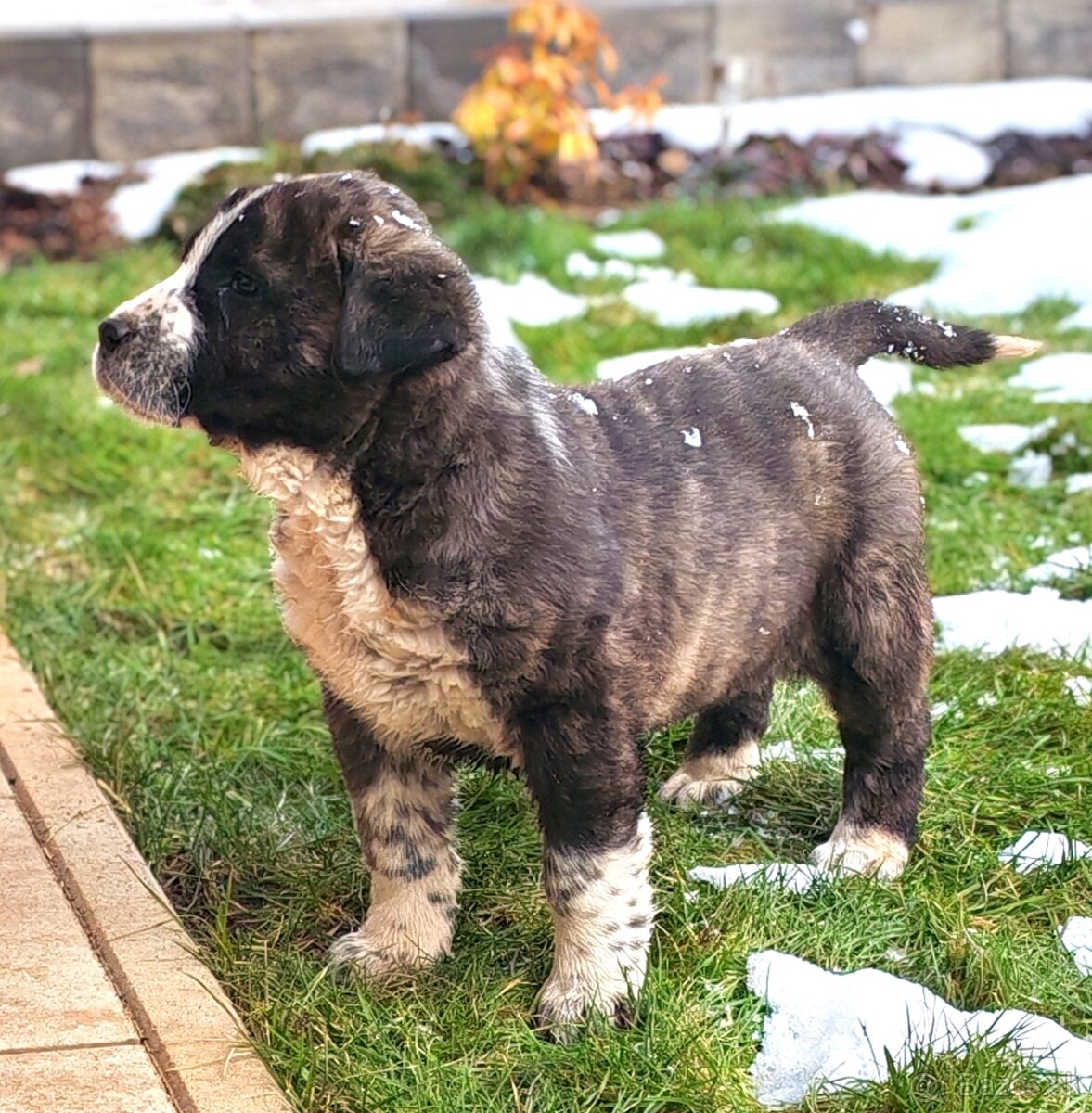 Stredoazijsky ovčiak - 2