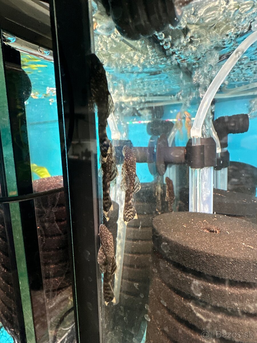 Predám ancistrusy (prísavníky) - 2