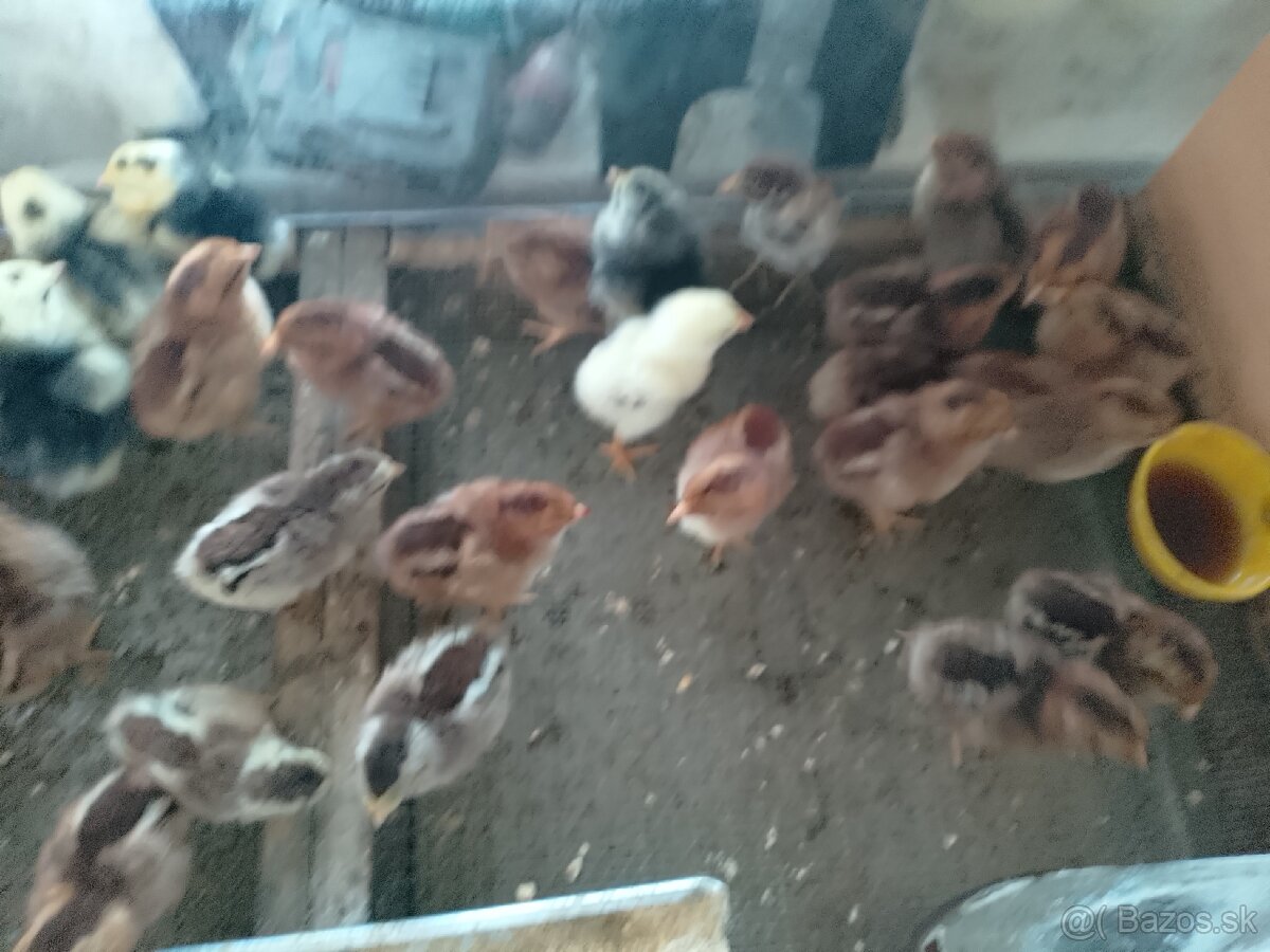 Velsumka zdrobnela - 2