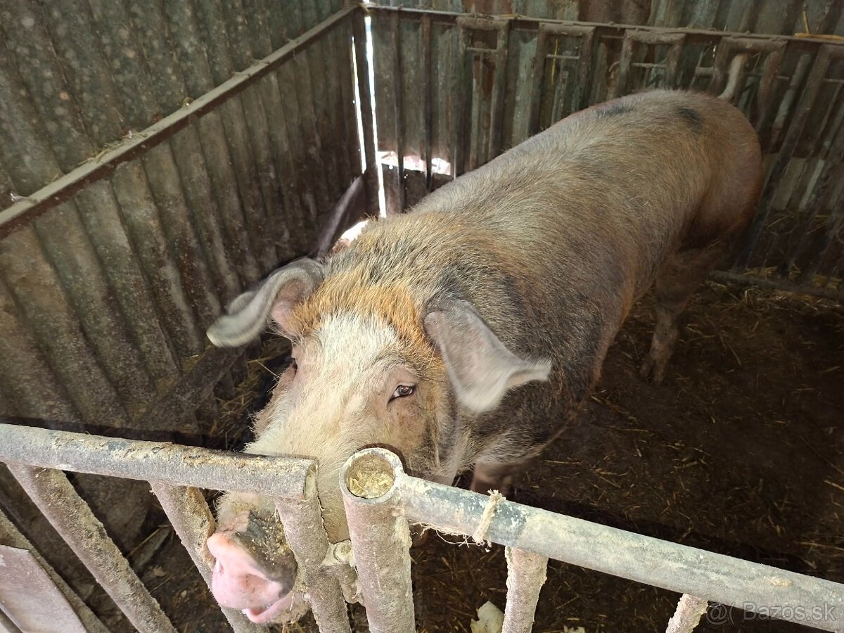 Kanec DUROK-LANDRAS - 2