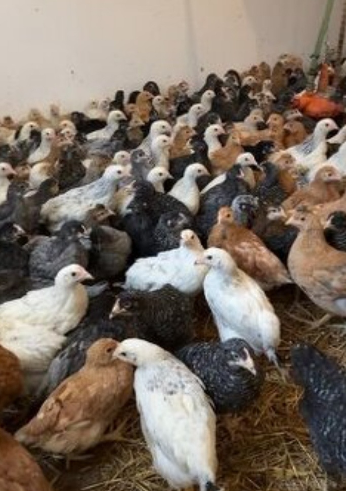 17tyždnove mladé nosnice a kohúty - 2